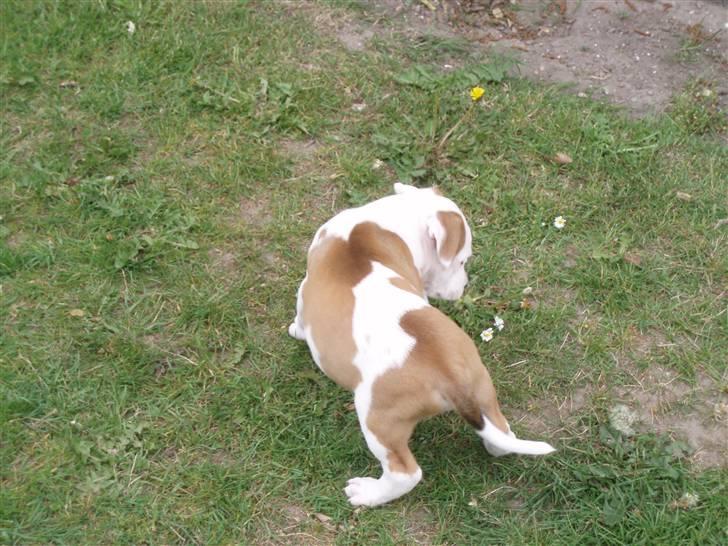 Amerikansk staffordshire terrier god dreng billede 3