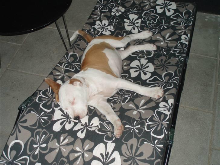 Amerikansk staffordshire terrier god dreng billede 4