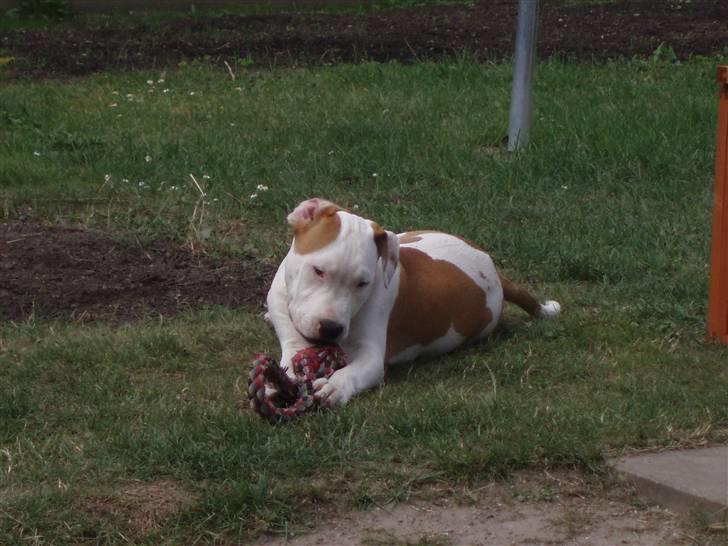 Amerikansk staffordshire terrier god dreng billede 5