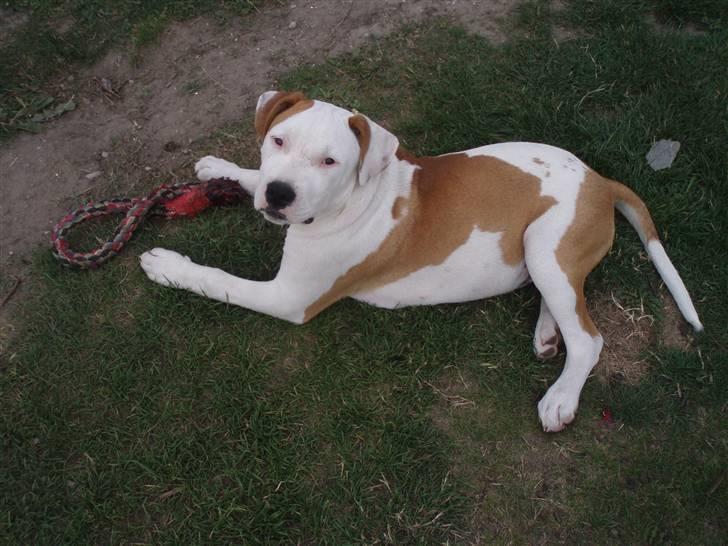 Amerikansk staffordshire terrier god dreng billede 6