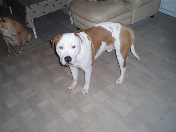 Amerikansk staffordshire terrier god dreng billede 7