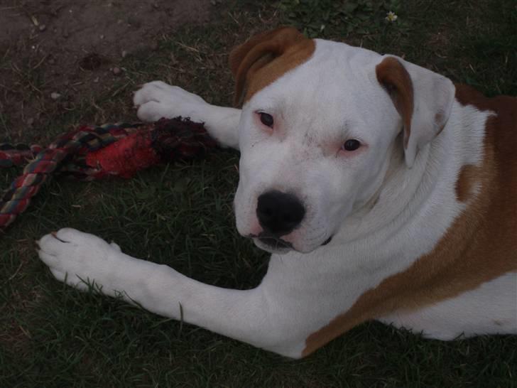 Amerikansk staffordshire terrier god dreng billede 8