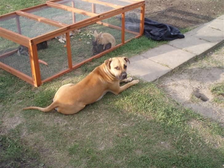 Amerikansk staffordshire terrier player nu med 12 hvalpe billede 13