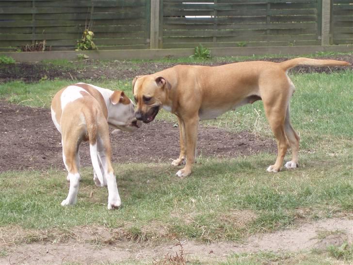 Amerikansk staffordshire terrier player nu med 12 hvalpe billede 14