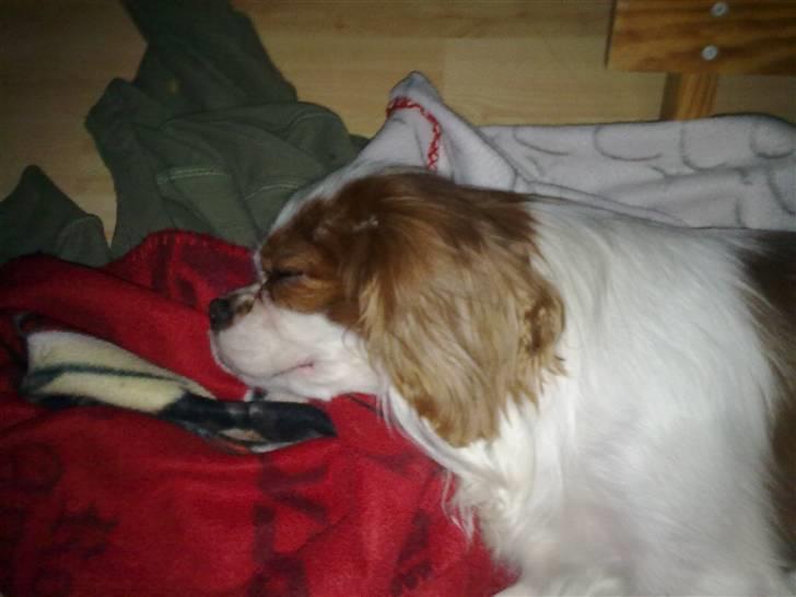 Cavalier king charles spaniel Bølle:-) - Bølle der ligger ved siden af sengen hvor far skulle sove billede 10