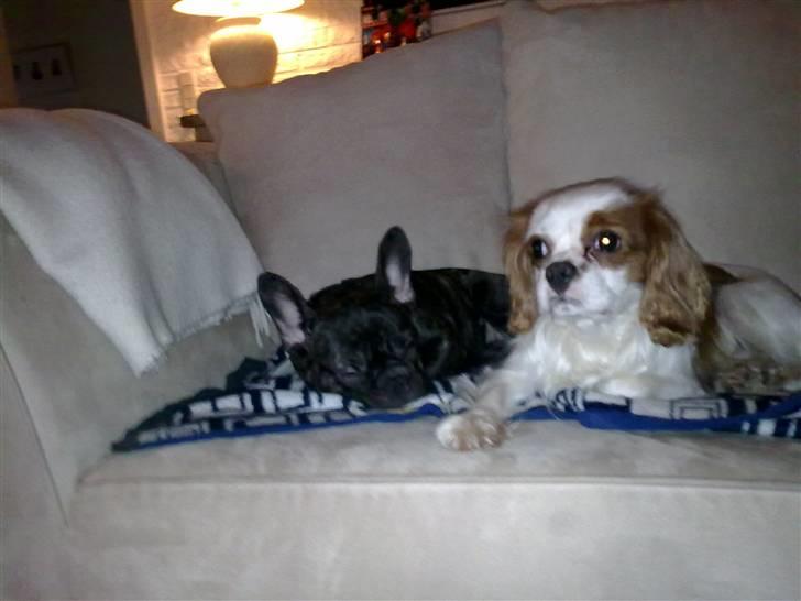 Cavalier king charles spaniel Bølle:-) - Gipsy og Bølle der nyder søndagen på sofaen  billede 11