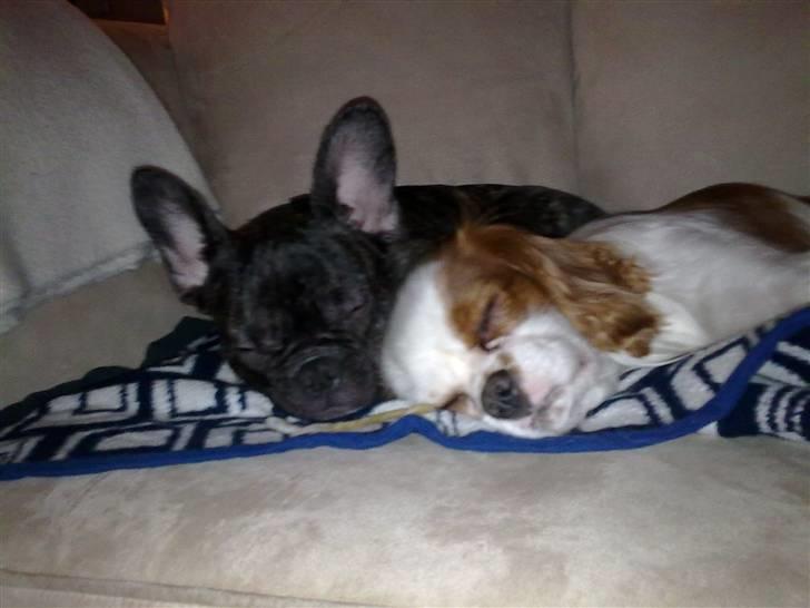 Cavalier king charles spaniel Bølle:-) - Gipsy og Bølle der nyder søndagen på sofaen. Vi skal bare sove i dag  billede 12