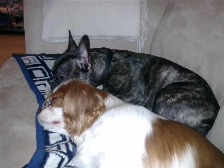 Cavalier king charles spaniel Bølle:-) - Gipsy og Bølle der nyder sofaen  billede 13