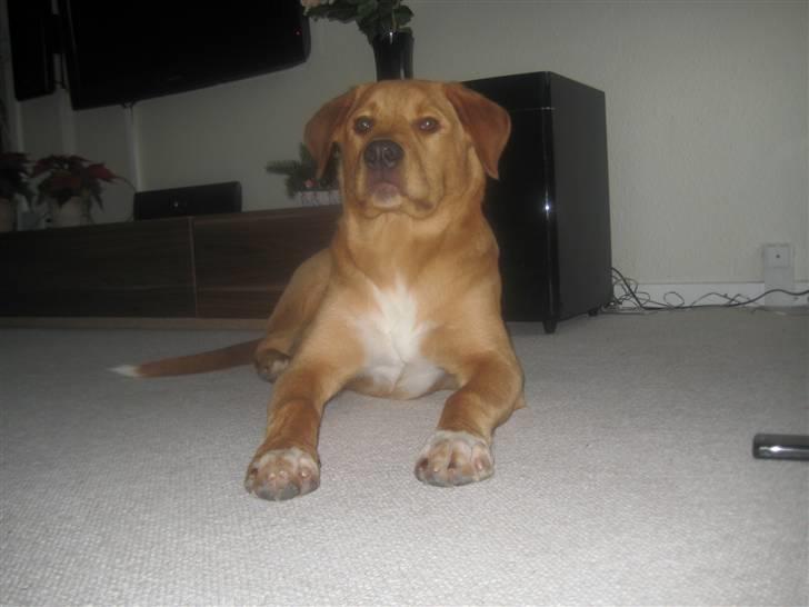 Blanding af racer Keiser billede 1