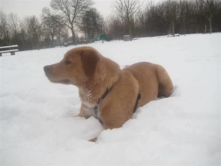 Blanding af racer Keiser billede 2