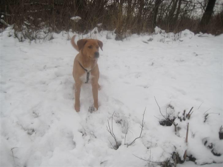 Blanding af racer Keiser billede 4