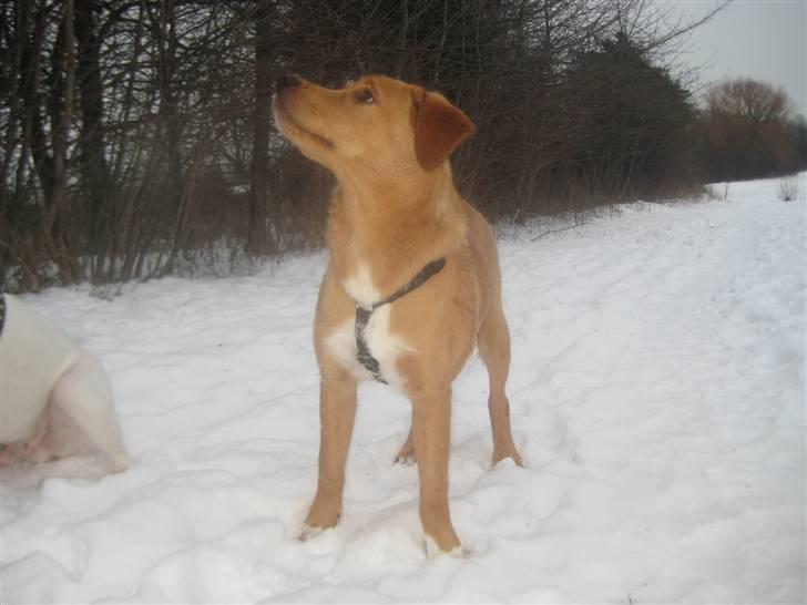 Blanding af racer Keiser billede 5