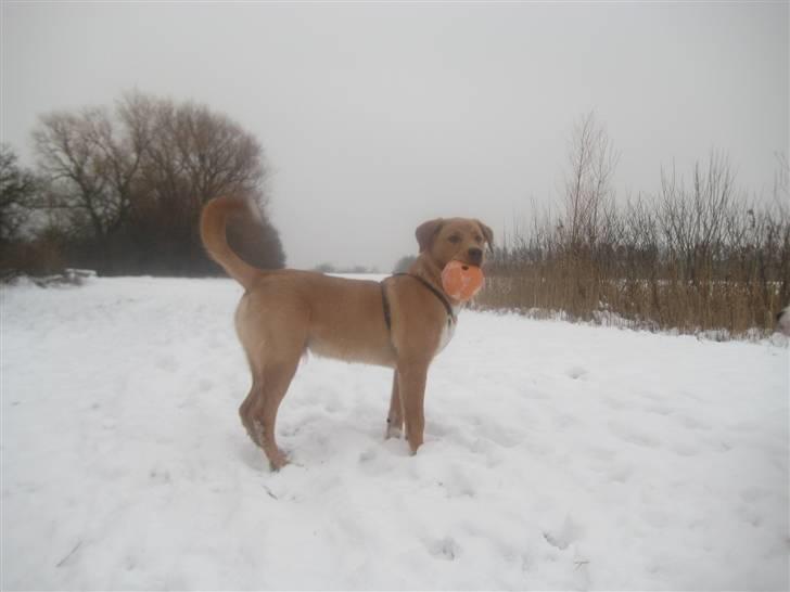 Blanding af racer Keiser billede 6