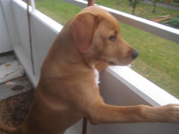 Blanding af racer Keiser billede 7