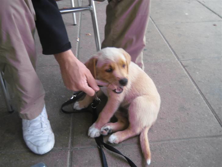 Blanding af racer Keiser billede 9