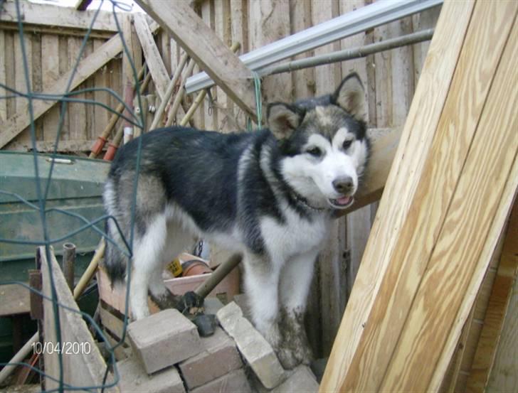 Alaskan malamute Eva Død 7/7-2010 - Bjerggeds mutten billede 6