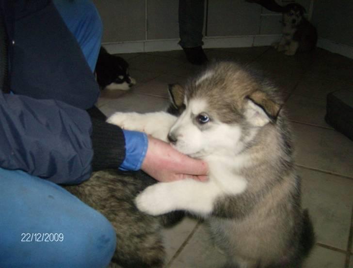 Alaskan malamute Eva Død 7/7-2010 - Hilser på min nye far billede 7