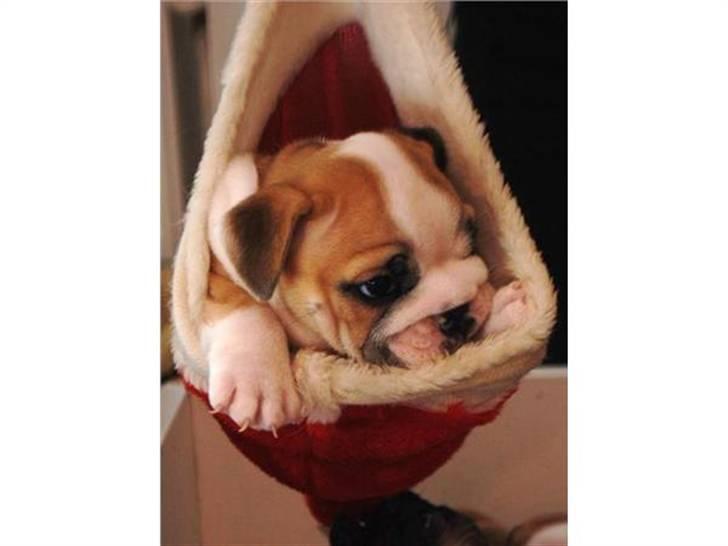 Engelsk bulldog Fiona - Taget der hvor jeg købte hende fra . billede 1