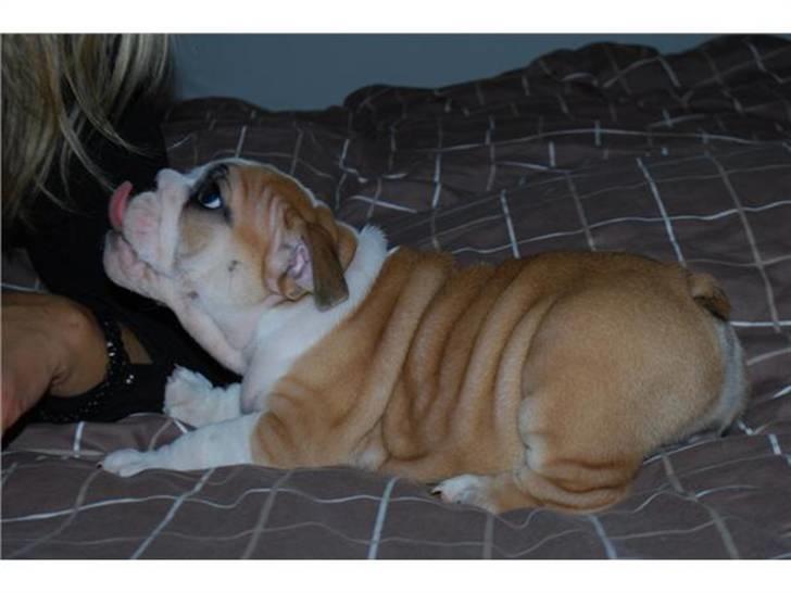 Engelsk bulldog Fiona - Osse taget hvor jeg købte hende lige inden jeg fik hende. billede 2