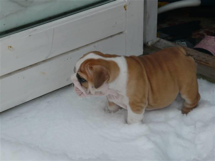 Engelsk bulldog Fiona - Første gang ude i sneen. billede 3