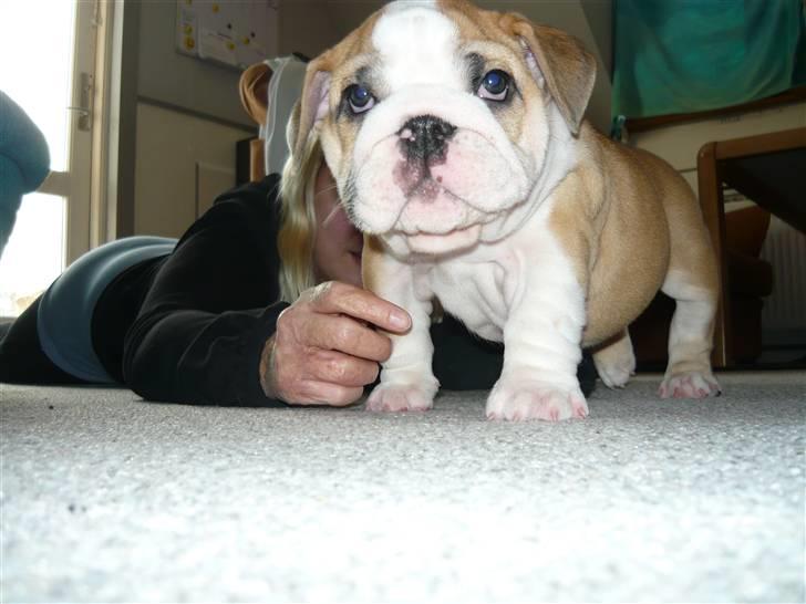 Engelsk bulldog Fiona billede 4