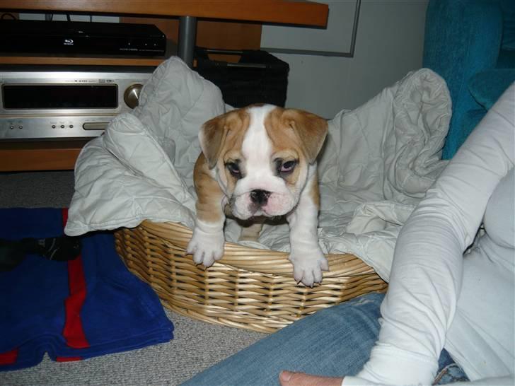 Engelsk bulldog Fiona - I sin kurv første gang. billede 5