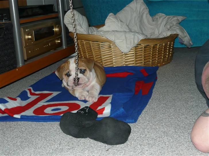 Engelsk bulldog Fiona - Og hun leger lidt. billede 6
