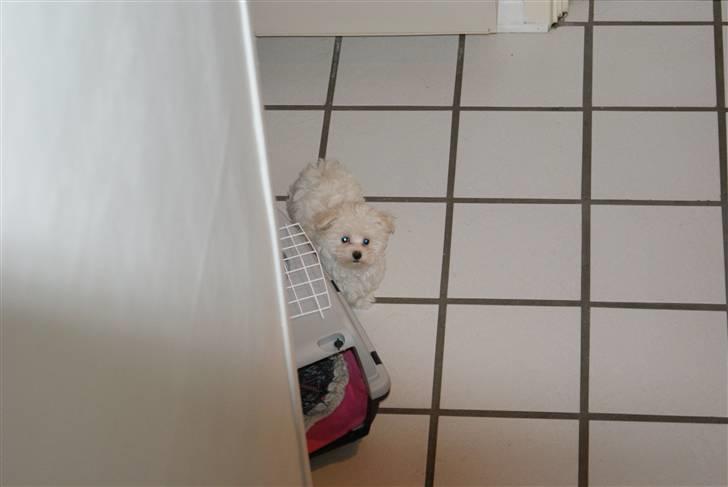 Malteser Luna - Luna oppefra. billede 5