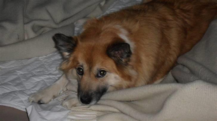 Islandsk fårehund Sælgæti's Una billede 13