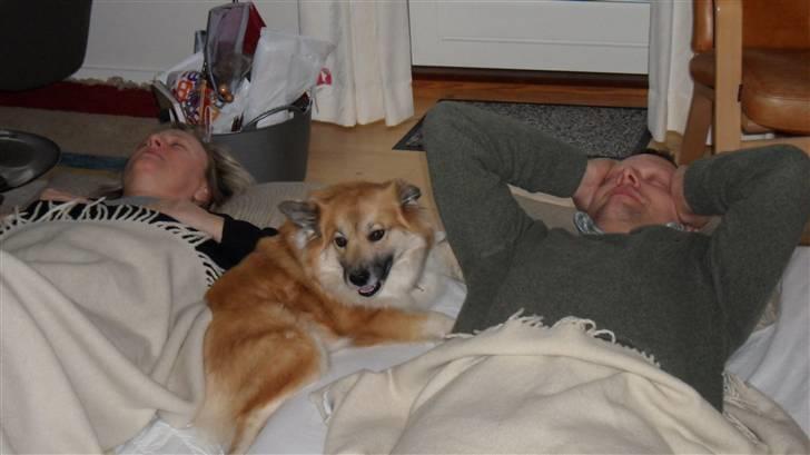 Islandsk fårehund Sælgæti's Una - Det bedste er bare når mormor og morfar ligger og healer...så nasser jeg mig da lige med..de opdager mig nok ikke:) uhh hvor er det dejligt... billede 14