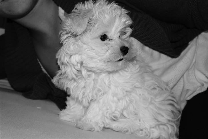 Malteser Luna billede 6