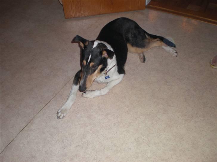 Collie korthåret Dollar billede 9