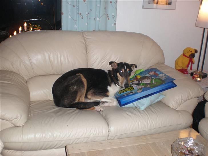 Collie korthåret Dollar - Nyder lige en lur imens jeg ikke bliver opdaget :) billede 10