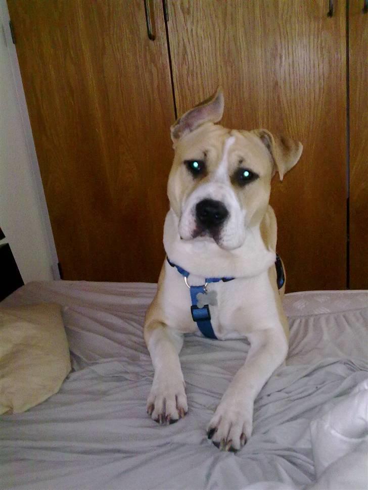 Amerikansk staffordshire terrier True staff licens to kill - 9 mdr. billede 10