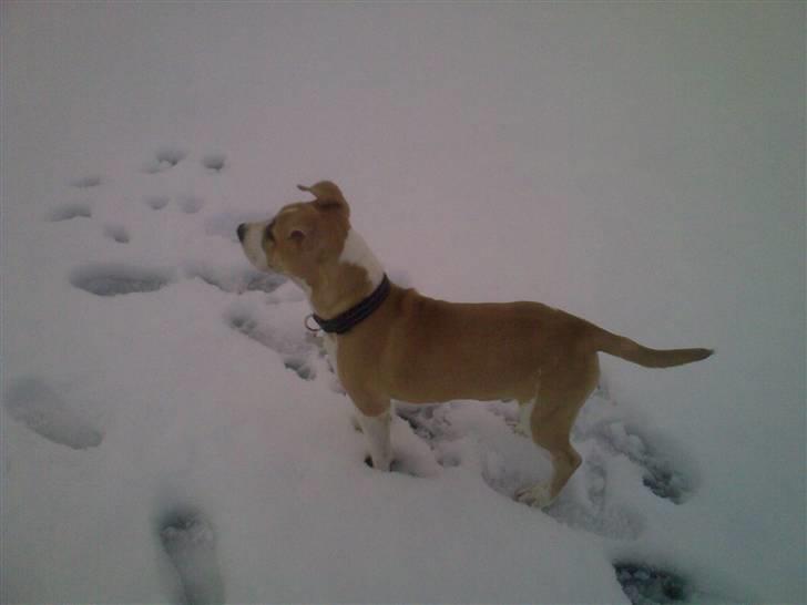 Amerikansk staffordshire terrier True staff licens to kill - 7 mdr. billede 11