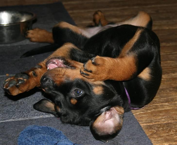 Rottweiler Haiki's Bacille * Død* billede 7