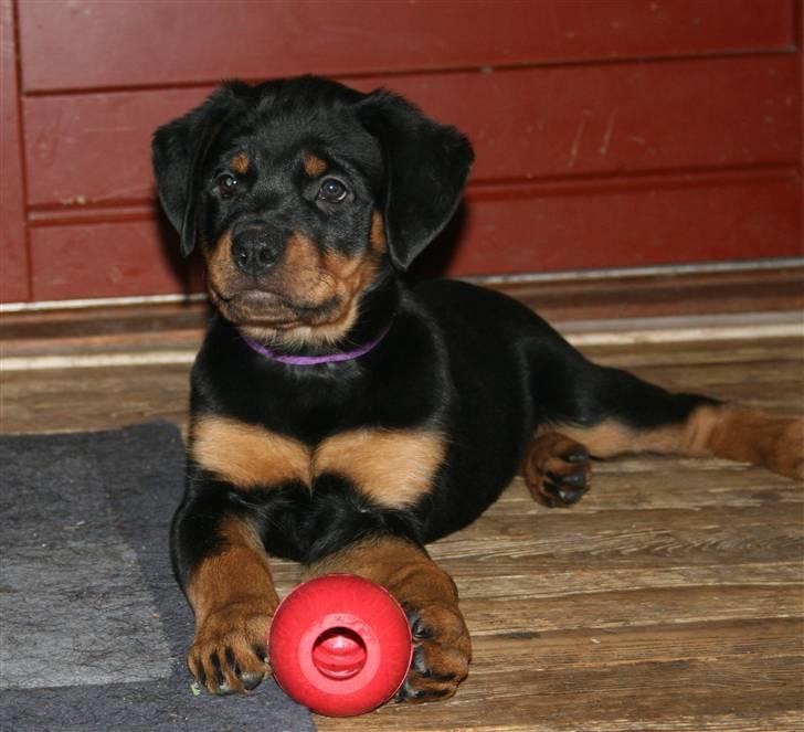 Rottweiler Haiki's Bacille * Død* billede 8
