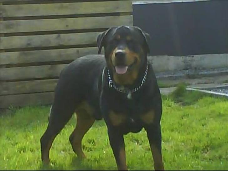 Rottweiler Buzz - Charmetrolden <3 R.I.P himmelhund) billede 2