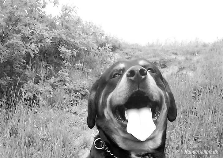 Rottweiler Buzz - Charmetrolden <3 R.I.P himmelhund) billede 3