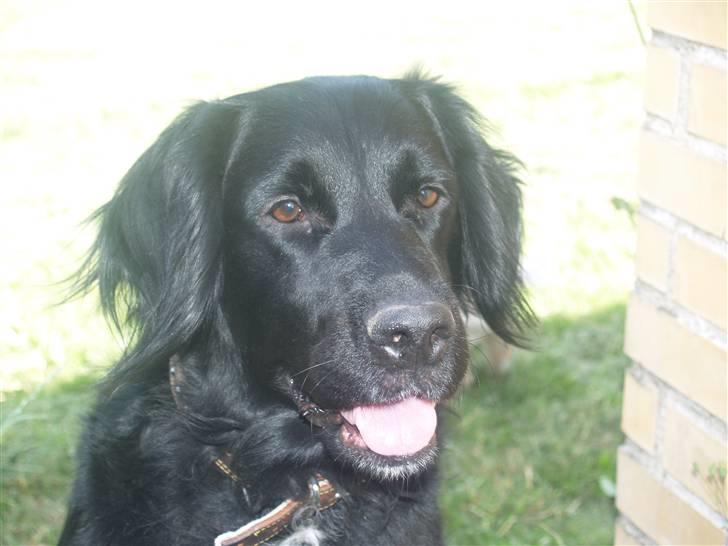 Flat coated retriever Mollie - Velkommen til Mollies Profil:D Giv en bedømmelse og læg en kommentar:D billede 1