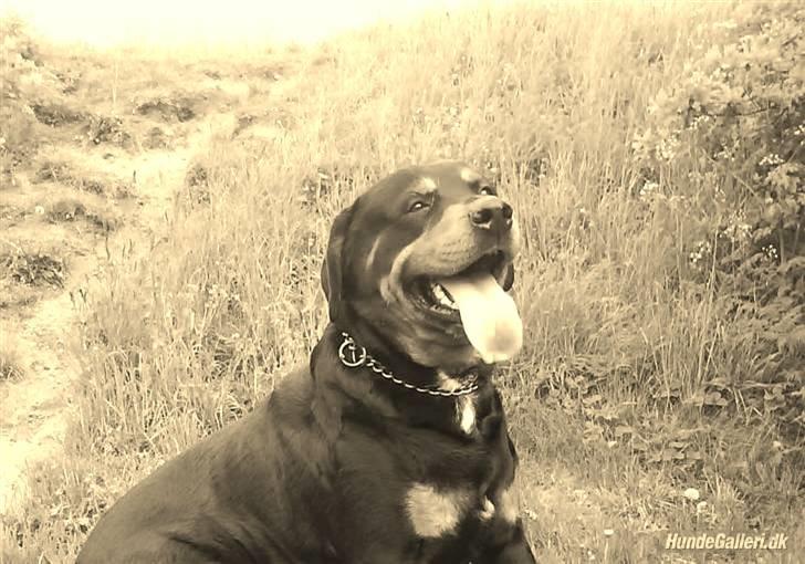 Rottweiler Buzz - Charmetrolden <3 R.I.P himmelhund) billede 4