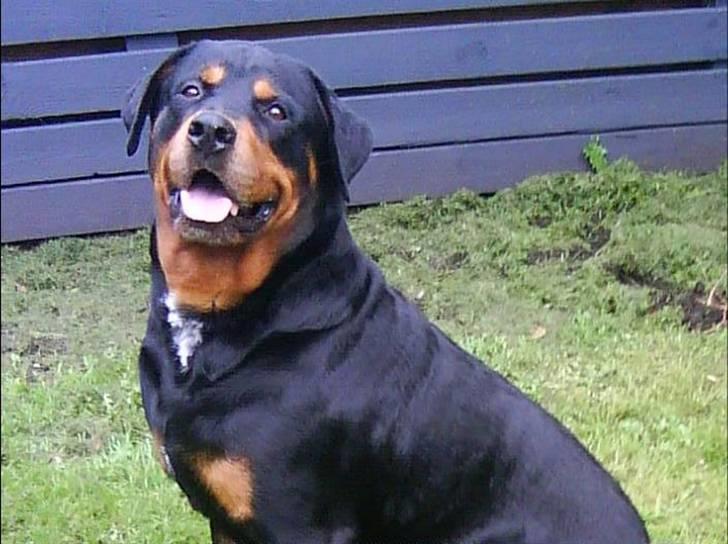 Rottweiler Buzz - Charmetrolden <3 R.I.P himmelhund) billede 5