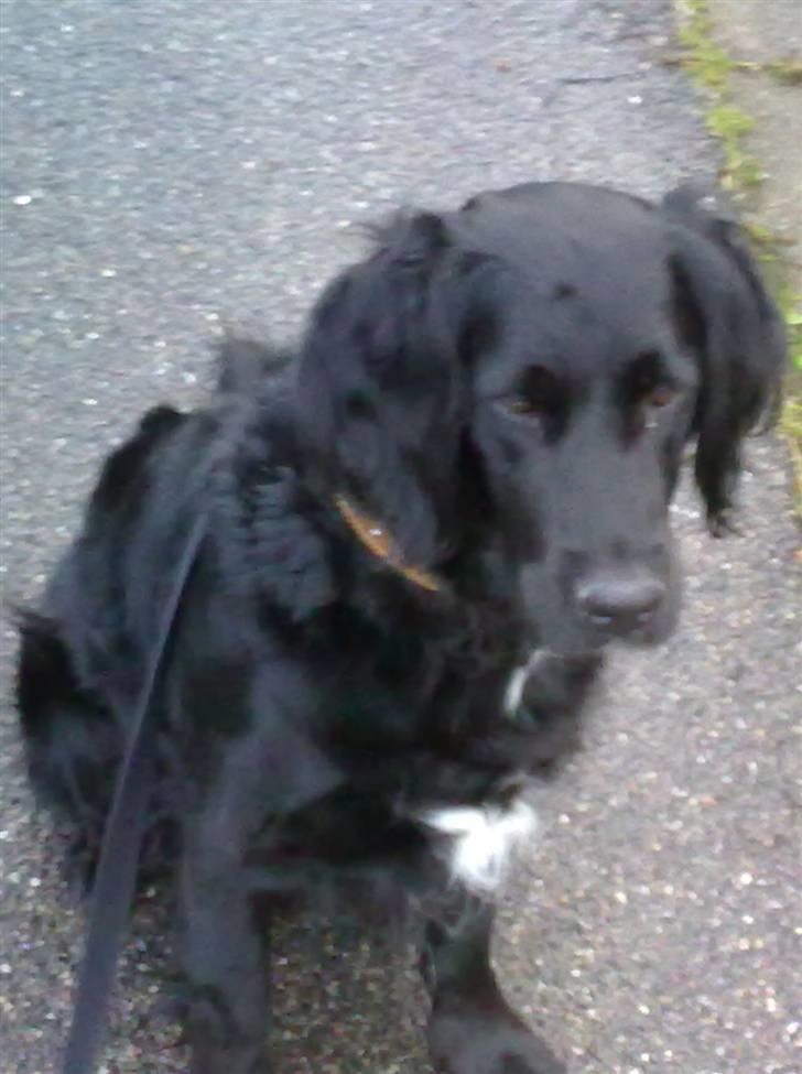 Flat coated retriever Mollie - Lige ude og gå en tur:D billede 2