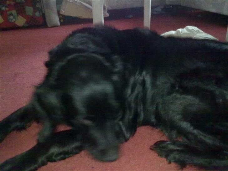 Flat coated retriever Mollie - :D billede 3