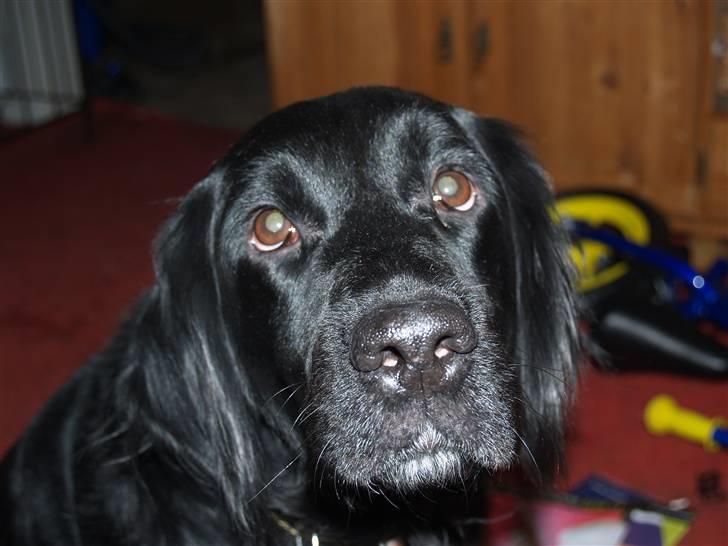 Flat coated retriever Mollie - jeg er da smuk:D billede 4