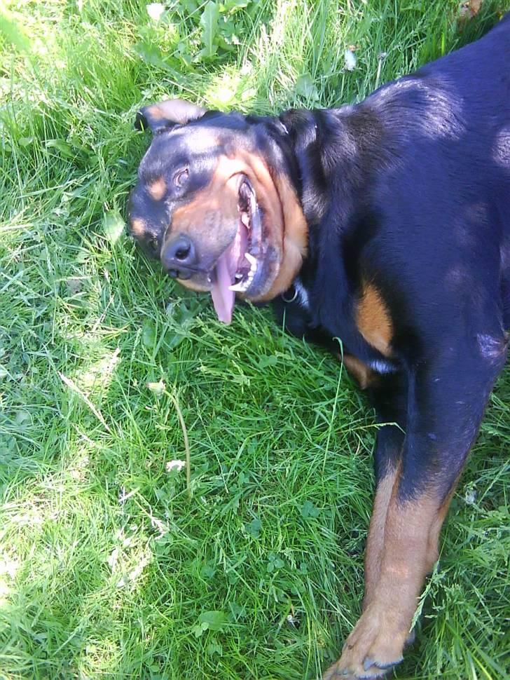 Rottweiler Buzz - Charmetrolden <3 R.I.P himmelhund) billede 7
