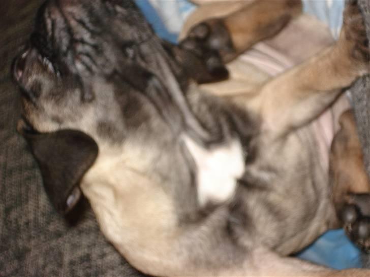 Mops Emma billede 10