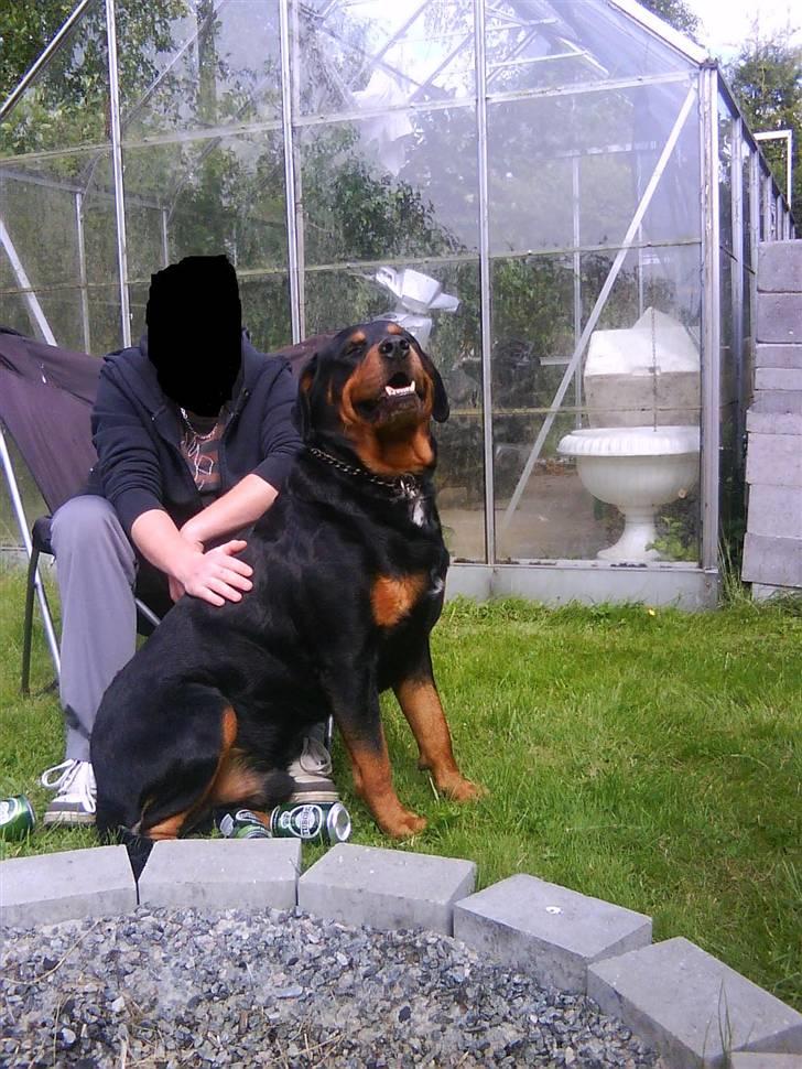 Rottweiler Buzz - Charmetrolden <3 R.I.P himmelhund) billede 8