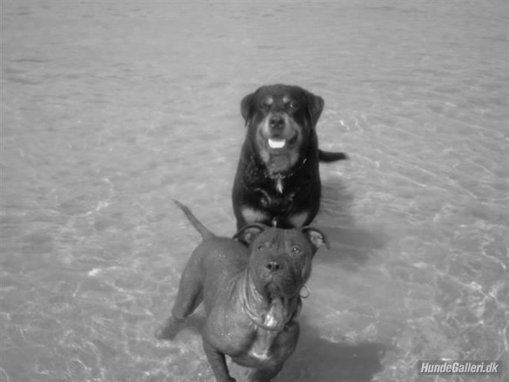 Rottweiler Buzz - Charmetrolden <3 R.I.P himmelhund) - Buzz drengen med på Camping :) <3 billede 9