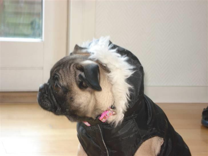 Mops Emma billede 11